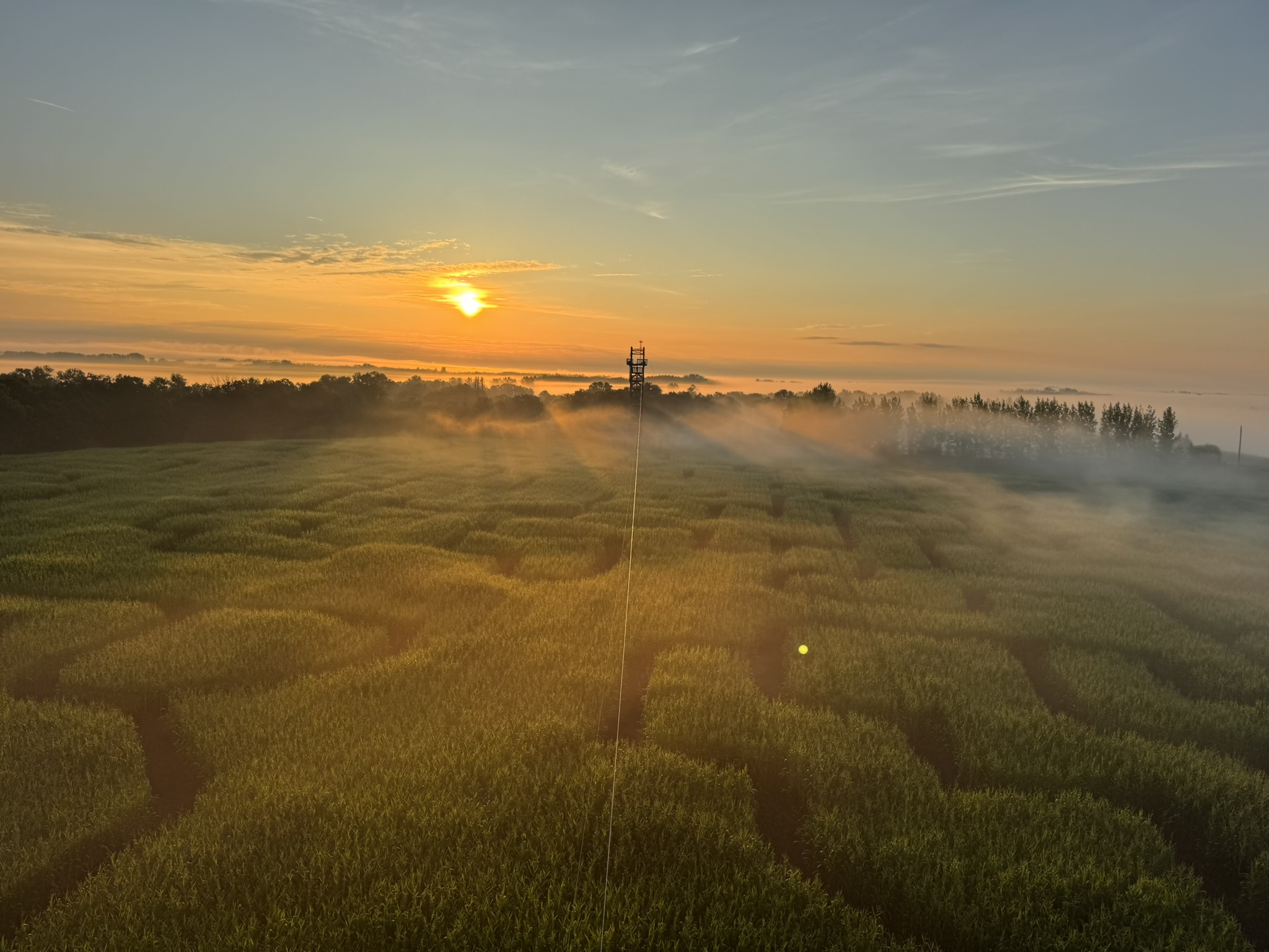 A foggy morning view of a corn maze
