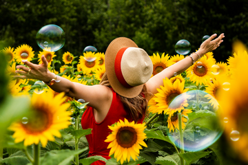 Visitor admiring blossoming sunflowers at the farm expo