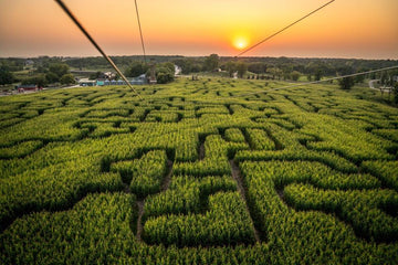 Aerial sunset view of the large corn maze trails in Manitoba