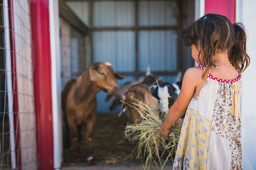 Young visitor gently interacting with friendly farm animals