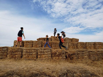 School group kids climbing on top of a giant straw bale pyramid