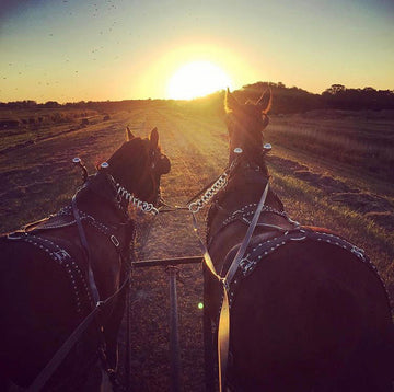 Winter horse-drawn sleigh ride under golden afternoon sky